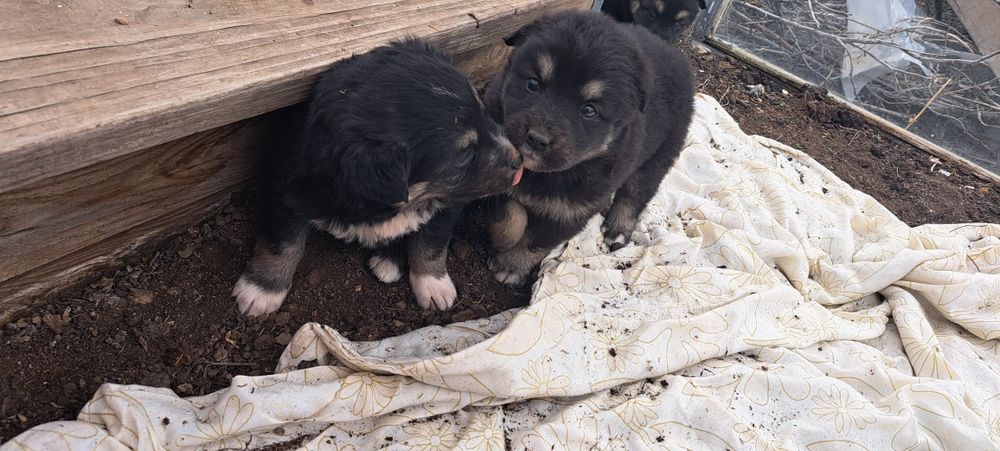 Отдам щенят ласковые и игривые