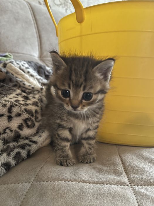 Отдам котенка в добрые руки, срочно