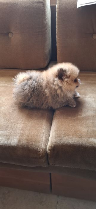 Мини мини Померан