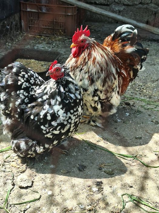 Vand o pereche de cocchina pitic