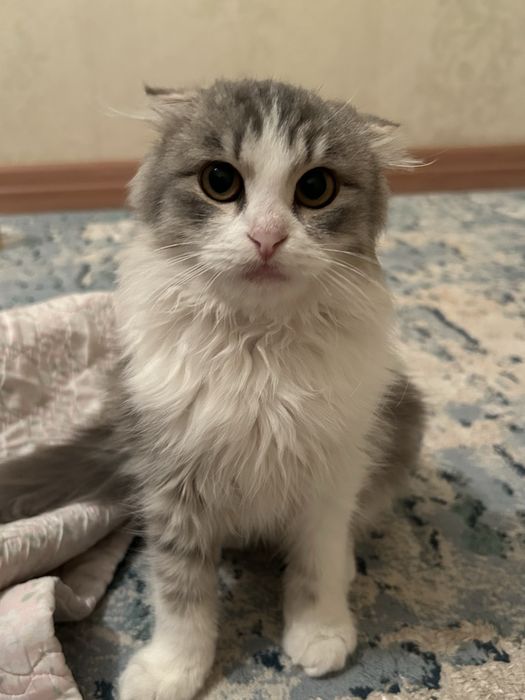 Продам пушистого шотландского кота
