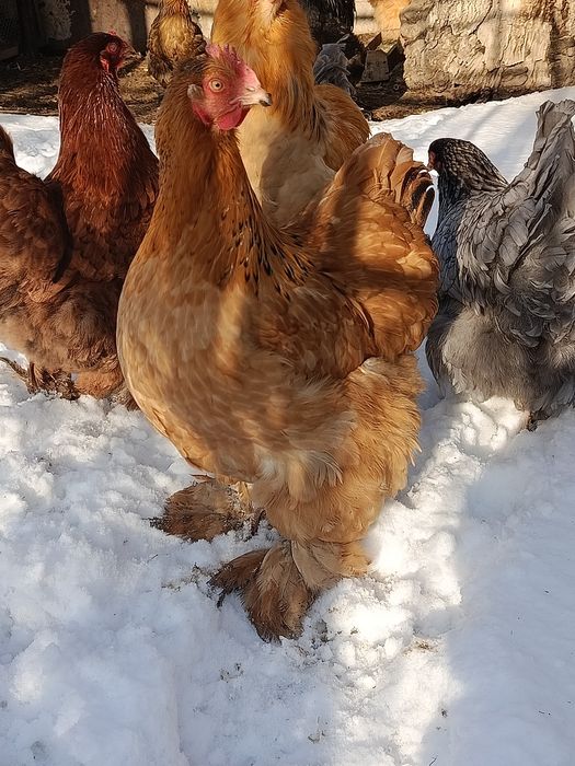 Продам курочек брамы