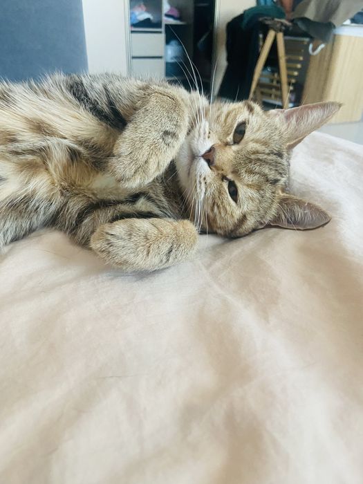 Кошечка ищет дом