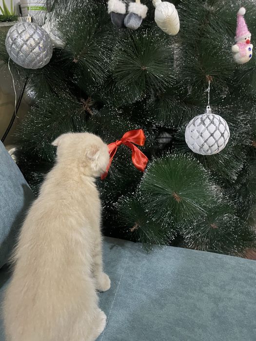Scottish Fold gold золотистый