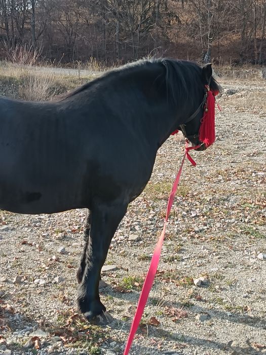 Armăsar negru 3 ani