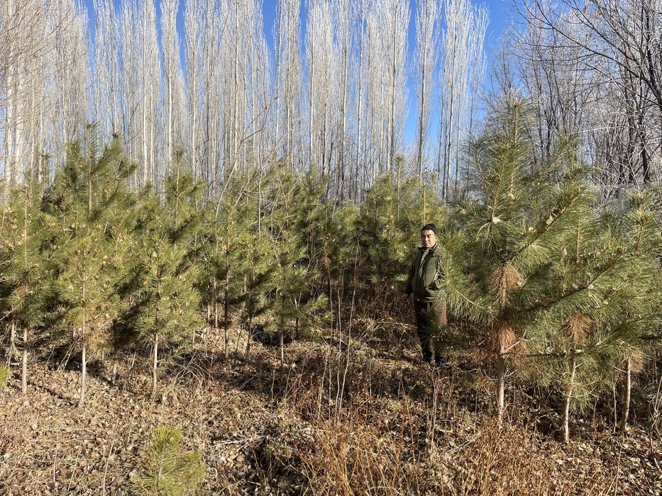 Сосна карагач саженцы