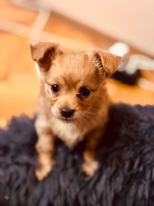 Чихуахуа гр.Силистра