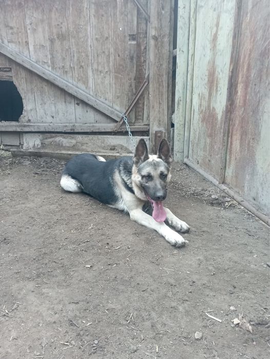 Европейская Овчарка