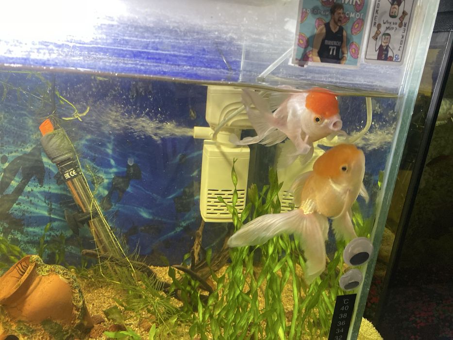 Аквариумные рыбы срочно!