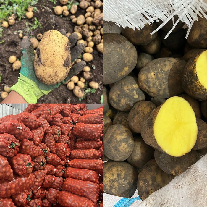Продам отборный домашний картофель