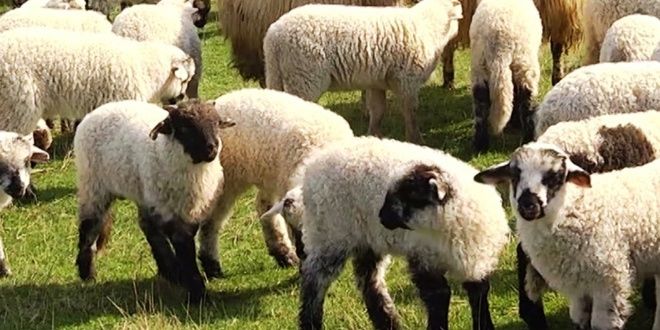 Miei  de vanzare pentru Paște