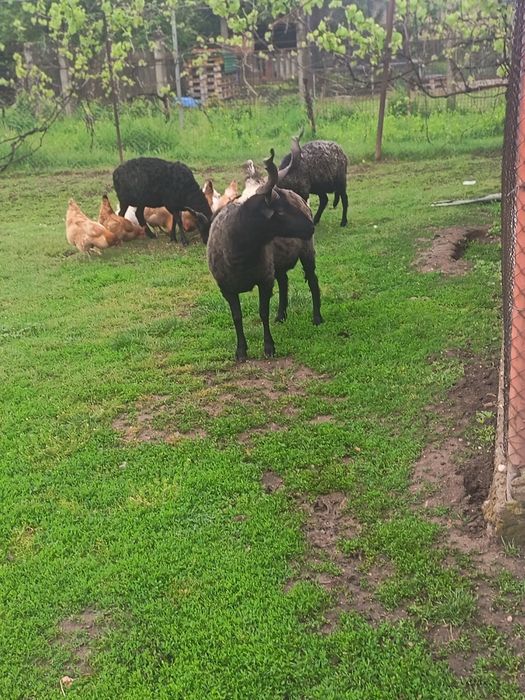 Familie oi Racka