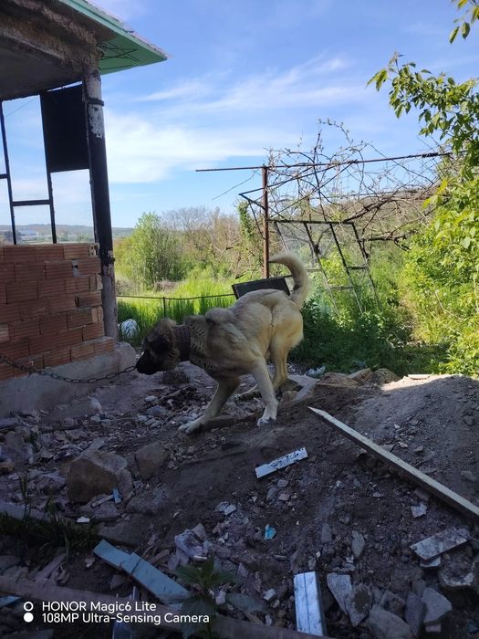 Кангал на 2 години