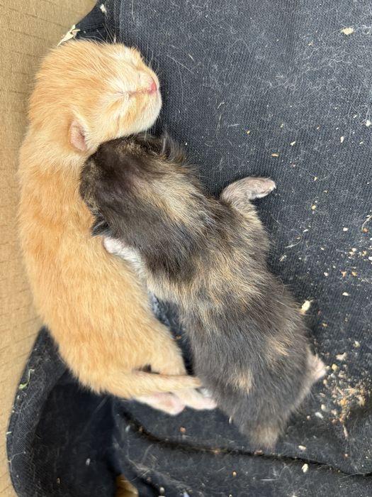 Котята им три дня