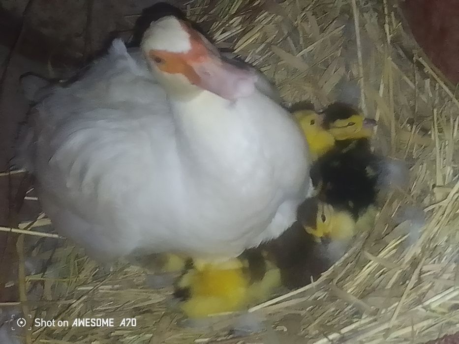 Продам индоутку 15 утят и утка