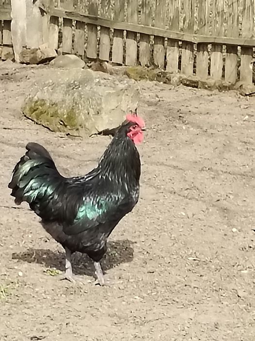 Cocoș australorp