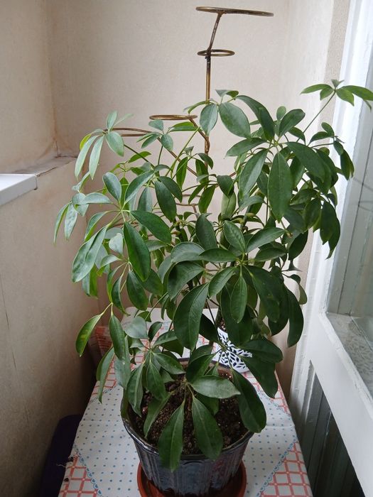 Комнатные цветы адаптированные