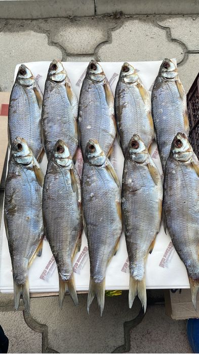 Рыбец Атырау свежий посол