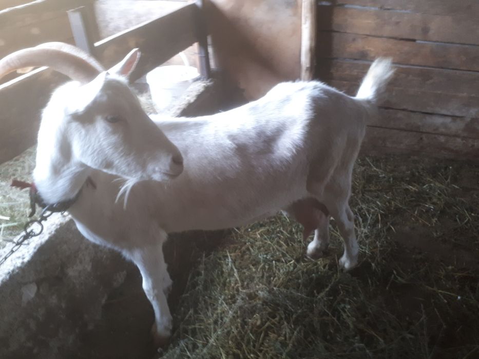 Vând capre bune de lapte
