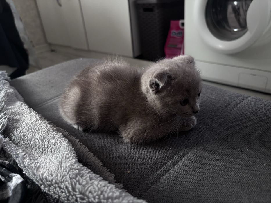 Породистый котёнок