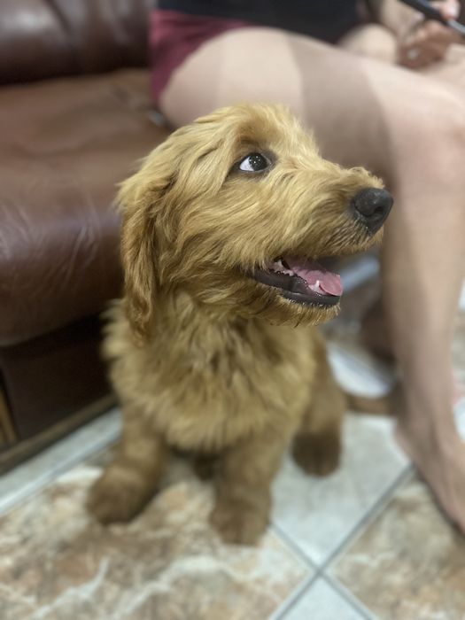 Vand/schimb Goldendoodle baiat 4 luni