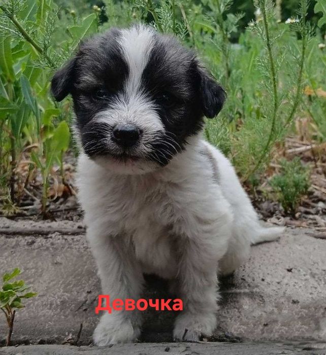 Дарю щенков возраст 1 месяц