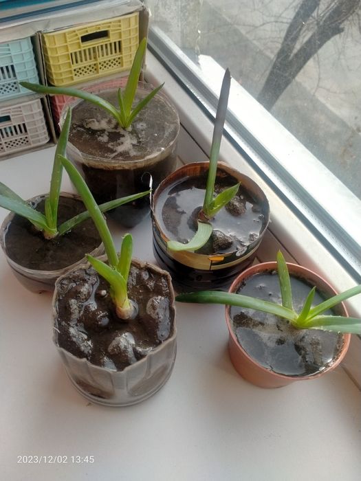 Продам Алоэ Вера