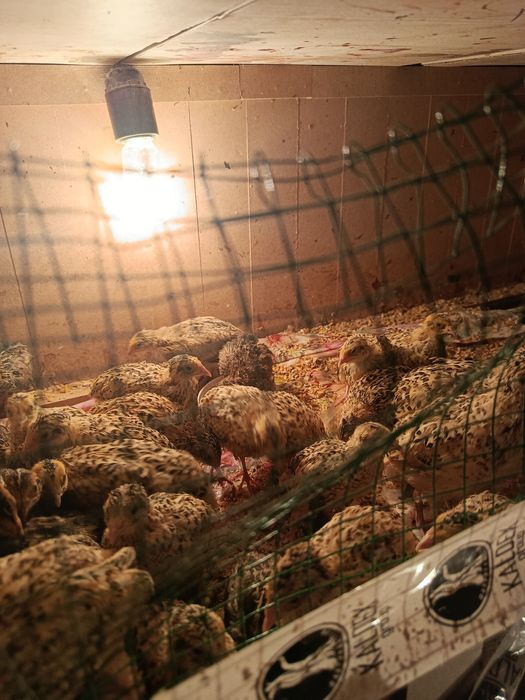 Продам циплят и перепелят