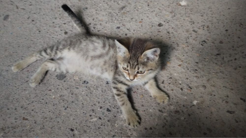 Дарю маленького котенка
