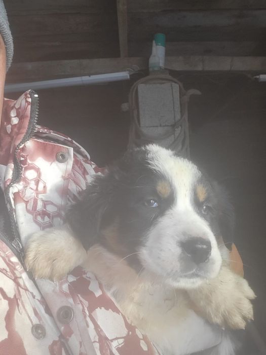 Прощам щенков тобет