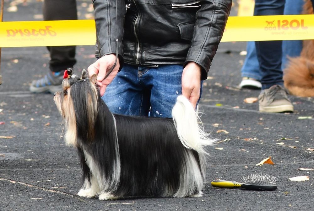 Бивер Йоркширски териер-бивър
