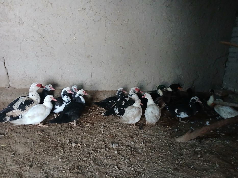 Induwka va ordak sotiladi