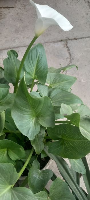 Продам калы и др. цветы