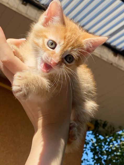 Котенок в добрые руки