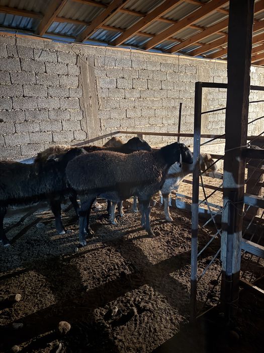 Қойлар сатылады ұрғашы