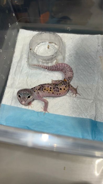 Эублифары разные