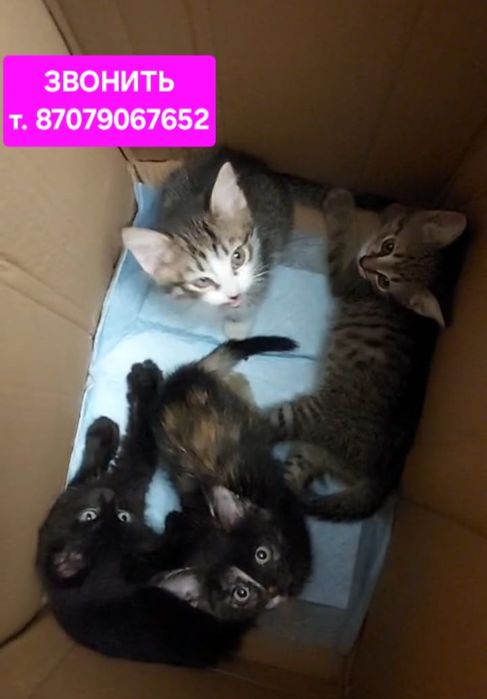 Котята мальчики и девочки