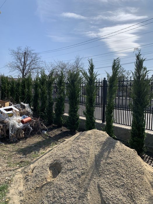 Vand plante ornamentale