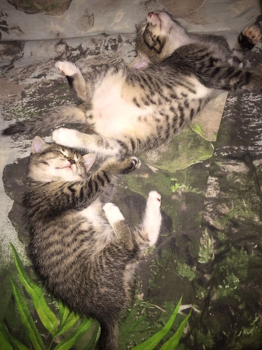 ПОРОДИСТЫЕ котята  !!!