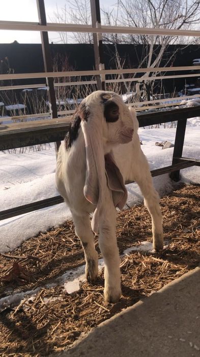 Продам козочку ЧП гулаби.