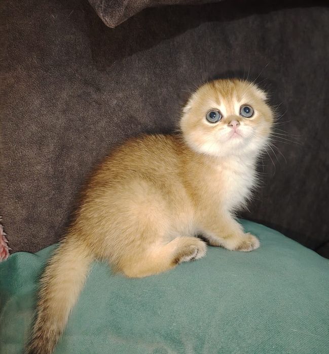 Шотландские котята
