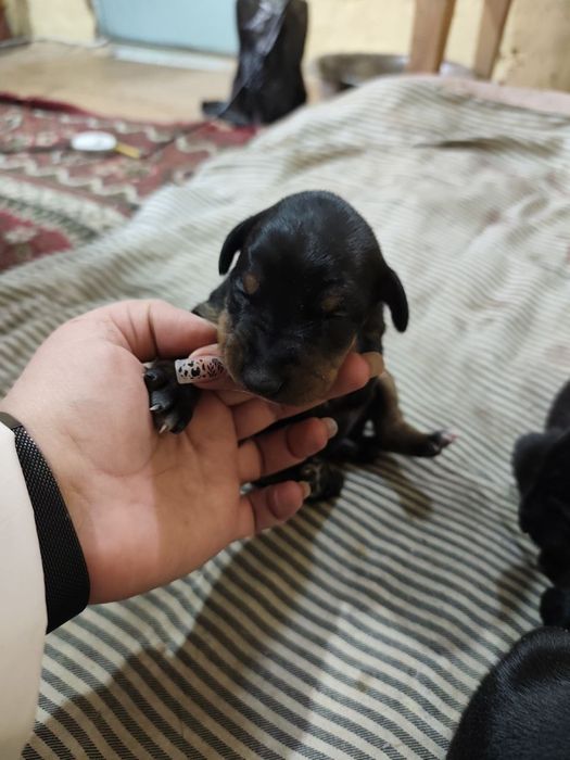 Продаются щенки доберманов