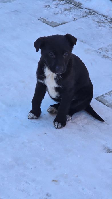 Отдам бесплатно в добрые руки