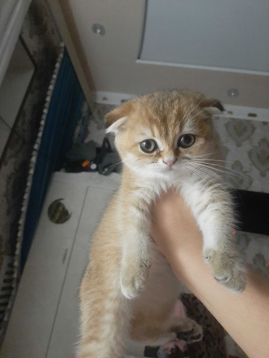 Xotinining mushukida kammingning kompilyatsiyasini tomosha qiling