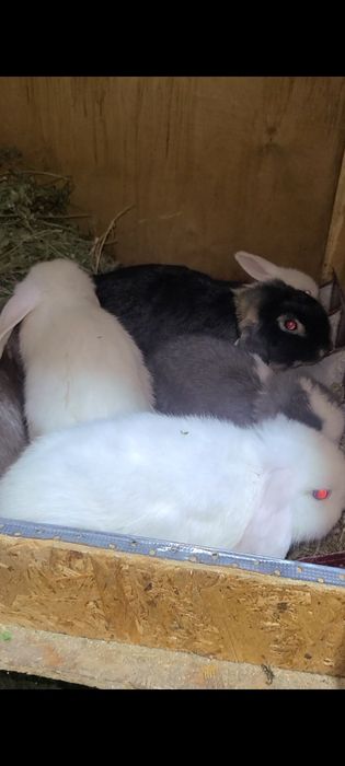 Karlik quyon bolalari sotiladi