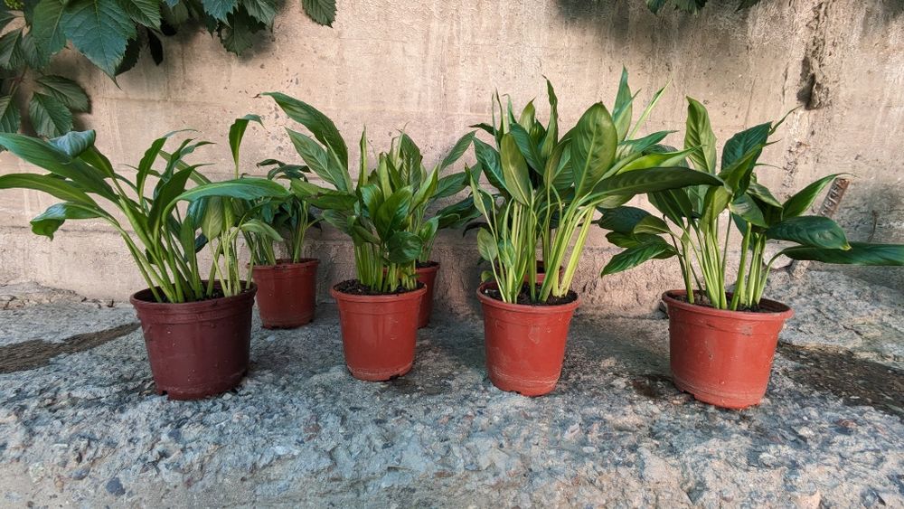 Цветы в горшках (женское счастье)