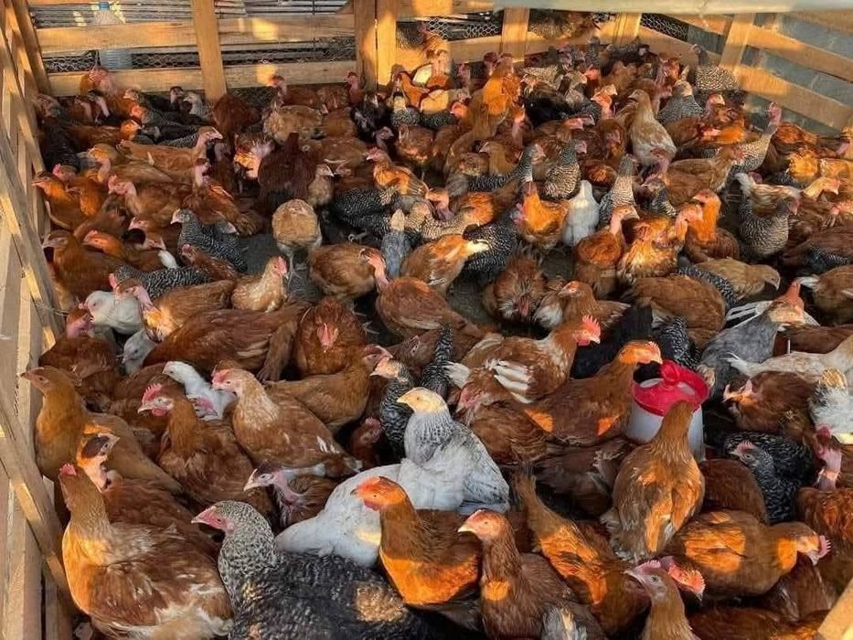 Avem PUI DIN PRIMA seria avem PUI RASA MIXTA 600  700g   PUI de carne