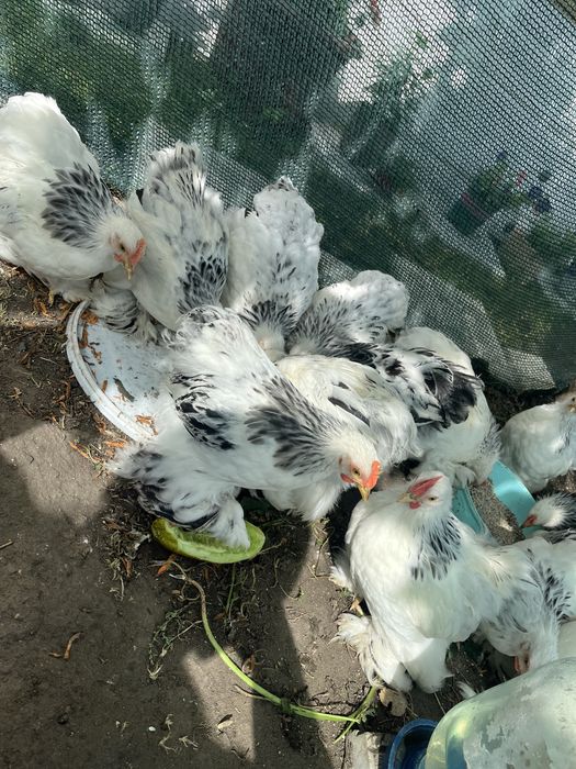 Продам карликовых кохинхинов