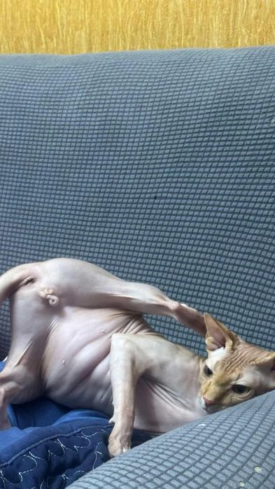 Канадский сфинкс Бронирование!