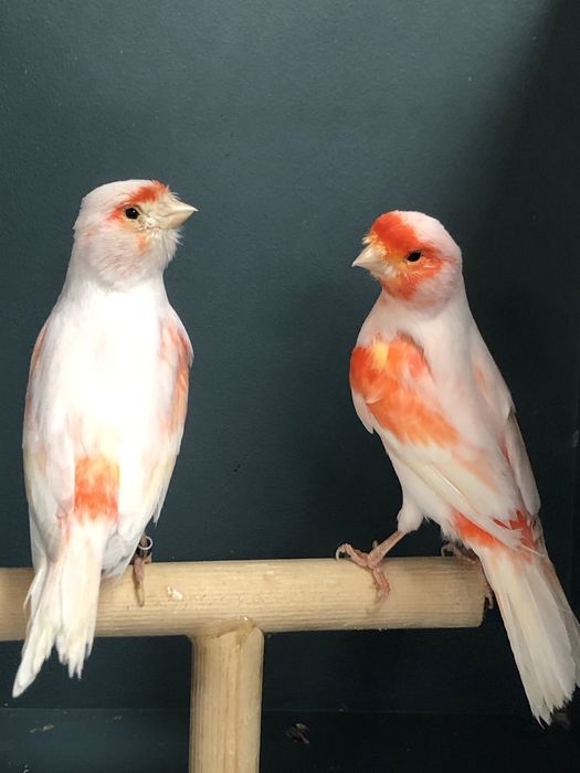 Канареки пара Турция